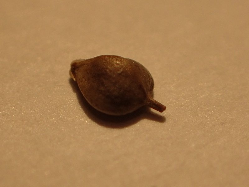 Schoenoplectus heterochaetus, photographed by Allan Harris