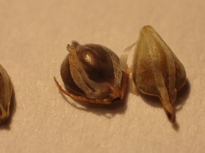 Schoenoplectus heterochaetus, photographed by Allan Harris