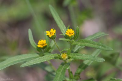 Melampodium strigosum, photographed by Ken-ichi Ueda
