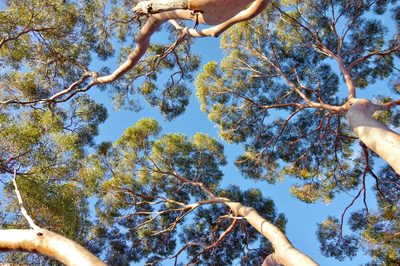 Eucalyptus salmonophloia, photographed by Thibaud Aronson