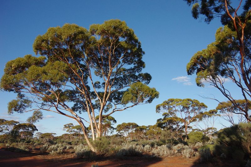 Eucalyptus salmonophloia, photographed by Thibaud Aronson