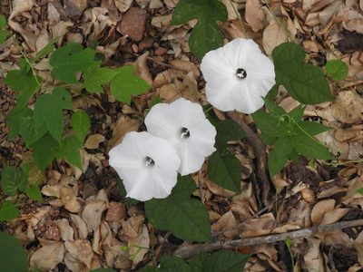 Ipomoea scopulorum, photographed by Francisco Farriols Sarabia