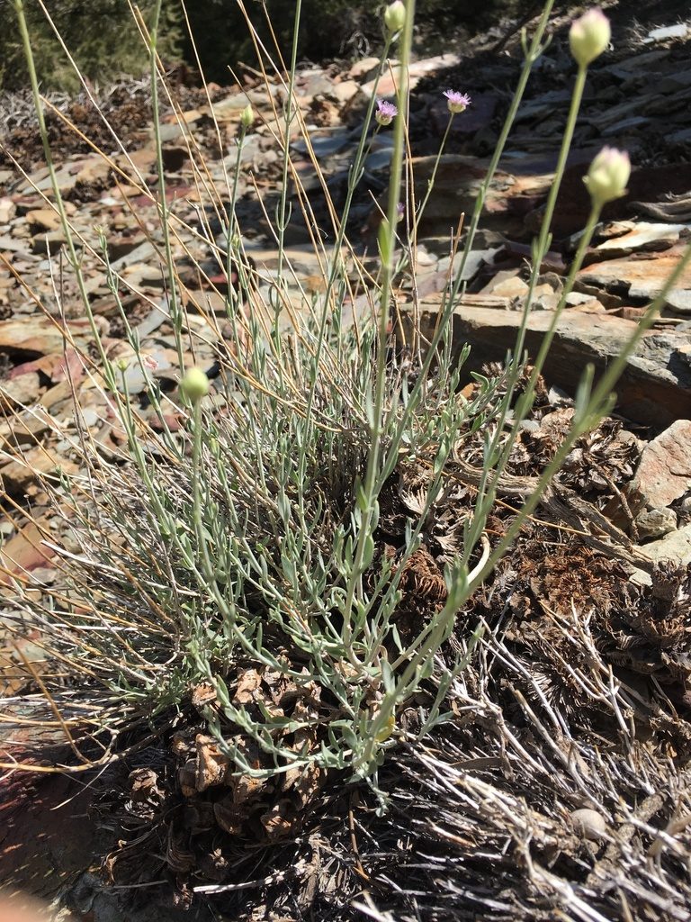 Monardella linoides, photographed by Matt Berger
