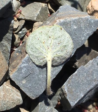 Eriogonum eremicola, photographed by Matt Berger