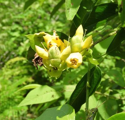 Adenocalymma inundatum, photographed by Francisco Farriols Sarabia