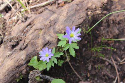 Anemonoides caucasica, photographed by Михаил Орлов