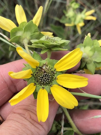 Berlandiera texana, photographed by Sam Kieschnick