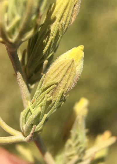 Cordylanthus ramosus, photographed by Matt Berger