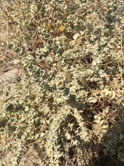 Atriplex parryi, photographed by Matt Berger