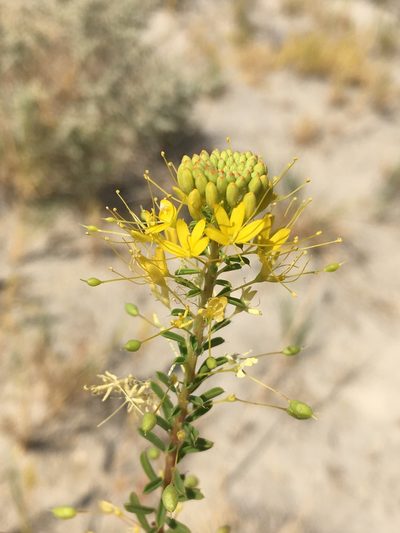 Cleomella plocasperma, photographed by Matt Berger