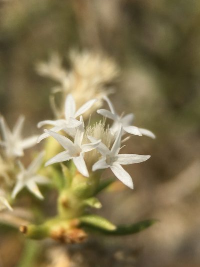 Ericameria albida, photographed by Matt Berger