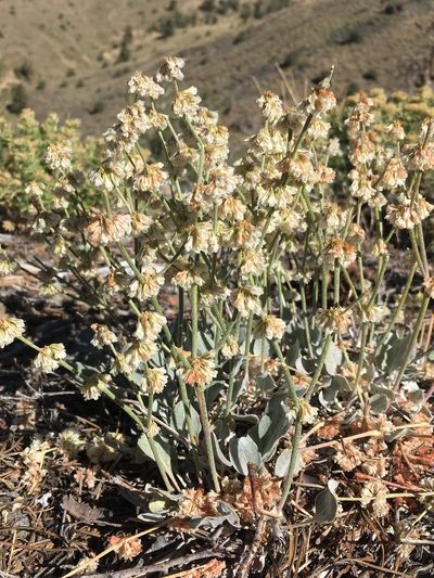 Eriogonum rupinum, photographed by Matt Berger