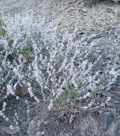 Eriogonum panamintense, photographed by Matt Berger