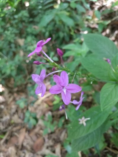 Pseuderanthemum cuspidatum, photographed by Juan Carlos Pérez Magaña