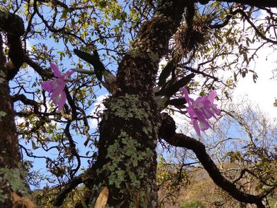 Laelia speciosa, photographed by Oscar Alejandro Morales Juárez