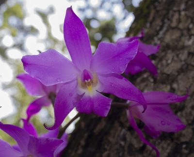 Laelia autumnalis, photographed by Ángela Patricia Rojas Cortés