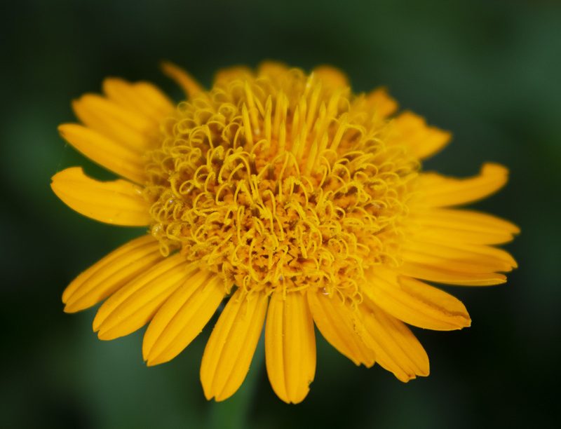 Lasianthaea macrocephala, photographed by Ángela Patricia Rojas Cortés