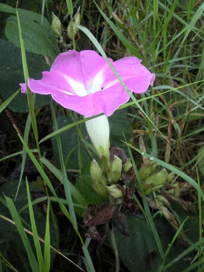 Ipomoea mairetii, photographed by Guillermo Huerta Ramos