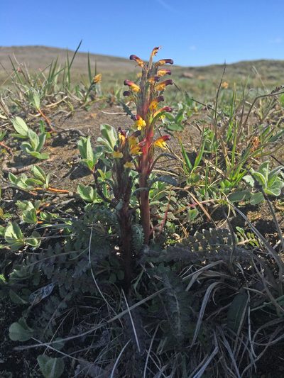 Pedicularis flammea, photographed by Roger Rittmaster