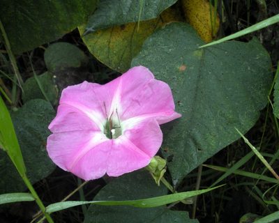 Ipomoea mairetii, photographed by Guillermo Huerta Ramos