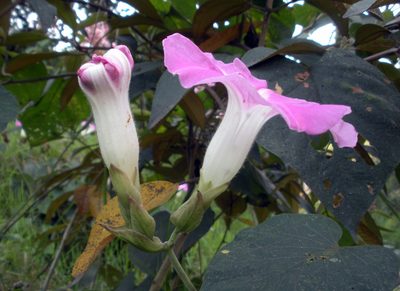 Ipomoea mairetii, photographed by Guillermo Huerta Ramos