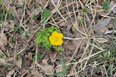 Trollius ranunculinus, photographed by Михаил Орлов