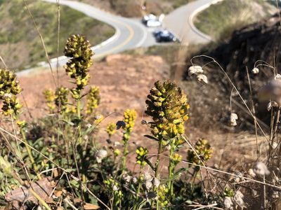 Solidago spathulata, photographed by Chris Sulots