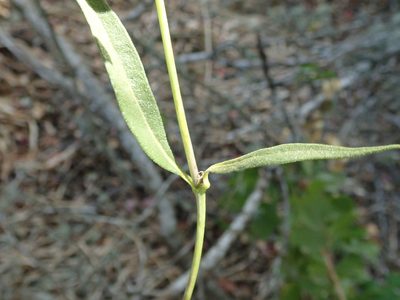 Helianthus californicus, photographed by joergmlpts