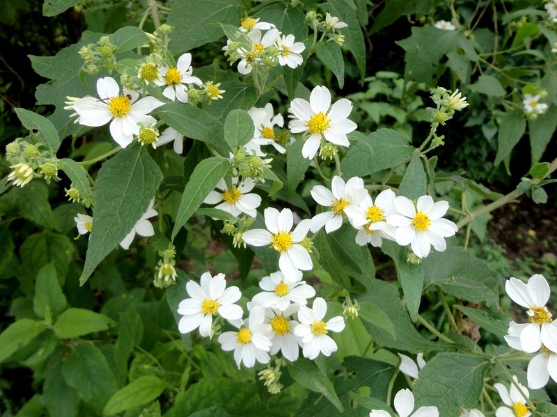 Montanoa leucantha, photographed by Juan Carlos Fonseca Mata