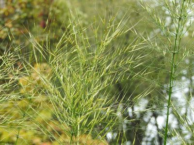 Zizania aquatica, photographed by sudomir