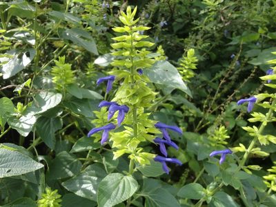 Salvia mexicana, photographed by Juan Carlos Fonseca Mata