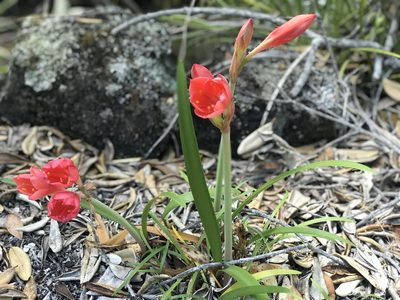 Cyrtanthus elatus, photographed by farahhancock