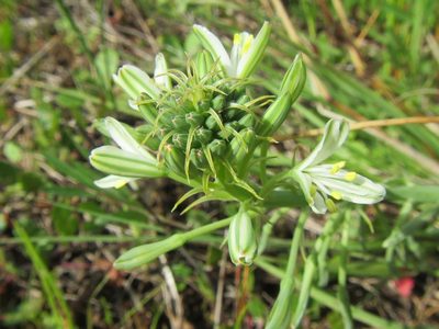 Trachyandra chlamydophylla, photographed by douglaseustonbrown