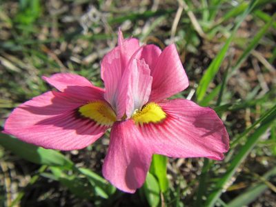 Moraea tricolor, photographed by douglaseustonbrown