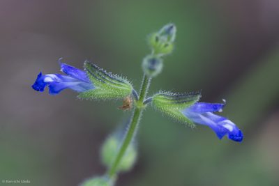 Salvia subincisa, photographed by Ken-ichi Ueda
