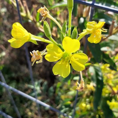 Oenothera parviflora, photographed by Damiano Oldoni