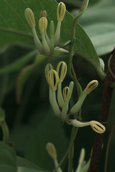 Ceropegia odorata, photographed by S.MORE