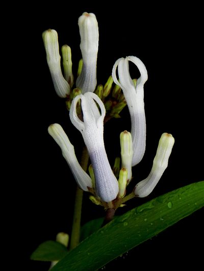 Ceropegia rollae, photographed by S.MORE