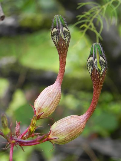 Ceropegia oculata, photographed by S.MORE