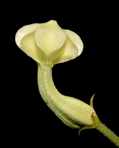 Ceropegia santapaui, photographed by S.MORE