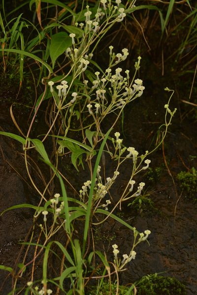 Ceropegia santapaui, photographed by S.MORE