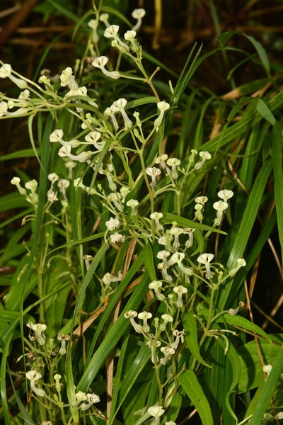Ceropegia santapaui, photographed by S.MORE