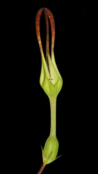 Ceropegia anantii, photographed by S.MORE