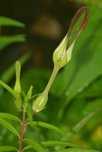 Ceropegia anantii, photographed by S.MORE