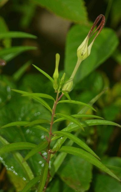 Ceropegia anantii, photographed by S.MORE