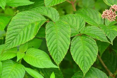 Leea macrophylla, photographed by S.MORE