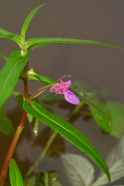 Impatiens tomentosa, photographed by S.MORE
