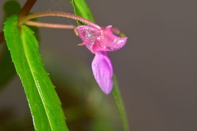 Impatiens tomentosa, photographed by S.MORE