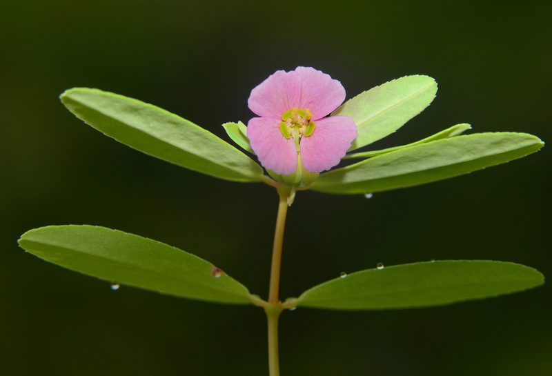 Euphorbia concanensis, photographed by S.MORE