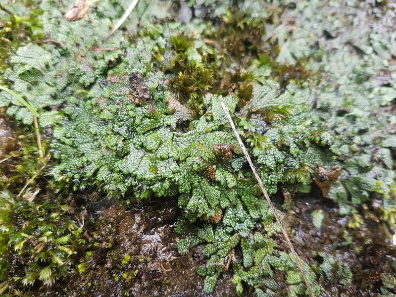 Marchantia macropora, photographed by Emily Roberts
